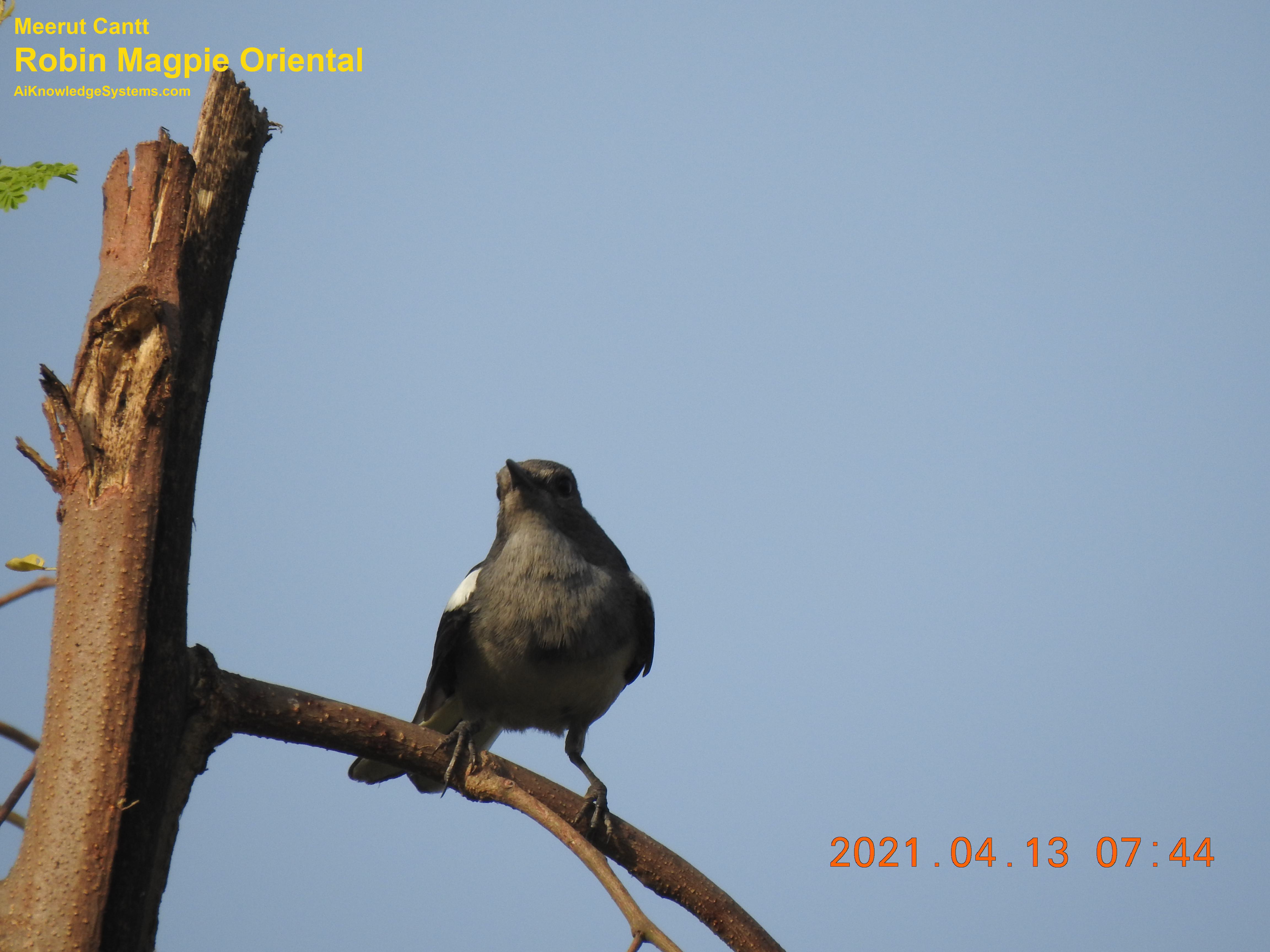 Magpie Robin (40) Coming Soon